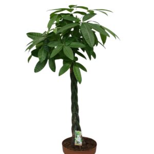 Pachira aquatica Pachira aquatica - hoogte 160-170
(1 Plants/Order)(30cmP 160cmH)