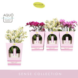 Phalaenopsis Multiflora Bellissimo mix in Molise White Aquo Giftbox
(3 Plants/Order)(15cmP 50cmH)