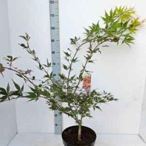 Acer palmatum (Matsumurae Grp) Chit Acer palmatum 'Chitoseyama' 
(1 Plants/Order)(36cmP 120cmH)