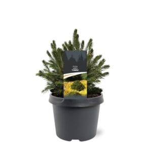 Picea abies Picea abies 'Tompa'
(1 Plants/Order)(19cmP 30cmH)