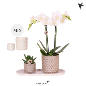 Arrangement Phalaenopsis Kolibri Gift Set small Diamond
(1 Plants/Order)(18cmP 40cmH)