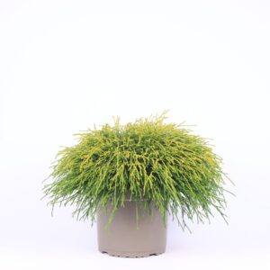 Chamaecyparis Sungold Chamaecyparis pisifera 'Sungold'
(1 Plants/Order)(23cmP 35cmH)
