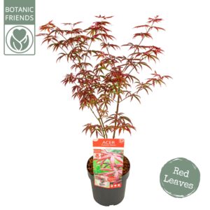 Acer palmatum Acer palm. 'Starfish' ®
(1 Plants/Order)(19cmP 65cmH)