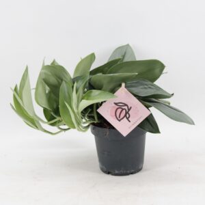 Scindapsus Scindapsus Treubii 'Moonlight'
(10 Plants/Order)(12cmP 20cmH)