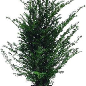 Taxus baccata Taxus baccata (zonder etiket)
(1 Plants/Order)(21cmP 70cmH)