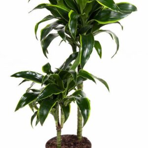 Dracaena Dorado Dracaena Dorado 45-15
(1 Plants/Order)(19cmP 90cmH)