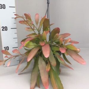 Rhipsalis Rhipsalis red coral
(7 Plants/Order)(14cmP 30cmH)