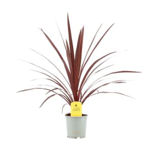 Cordyline Red Star Cordyline Australis Red Star - 13cm 
(8 Plants/Order)(13cmP 50cmH)
