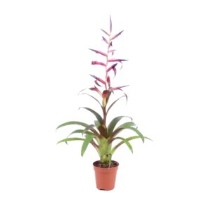 Tillandsia Mora Tillandsia Mora
(20 Plants/Order)(5.5cmP 30cmH)