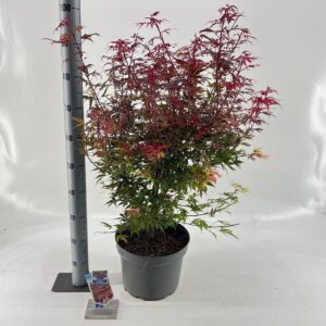 Acer palmatum Shaina Acer pal. 'Shaina'
(1 Plants/Order)(29cmP 40cmH)