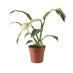other plants Rhaphidophora Puberula Variegata 
(6 Plants/Order)(12cmP 30cmH)