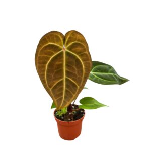 Anthurium Leaf DocBlock Anthurium Dark Crystal '58' X Red Velvet Cake® '24'
(2 Plants/Order)(9cmP 20cmH)