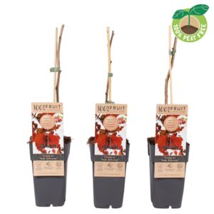 Corylus Roter Zellernusz Corylus av. 'Rode Zellernoot', P15
(10 Plants/Order)(15cmP 50cmH)