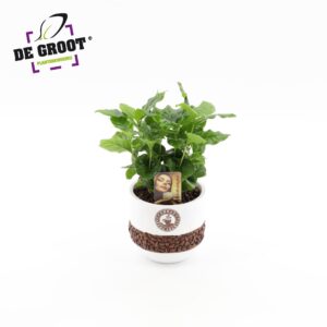 Coffea arabica Coffea in bonenpot
(4 Plants/Order)(12cmP 35cmH)