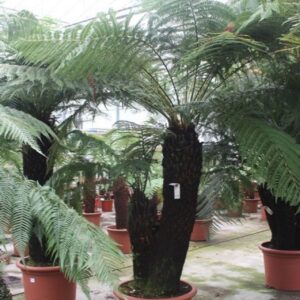 Dicksonia antarctica Dicksonia antarctica
(1 Plants/Order)(70cmP 300cmH)