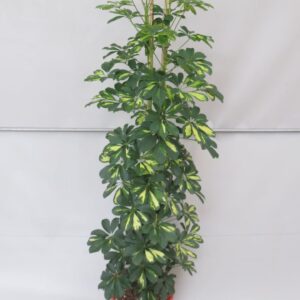 Schefflera Gold Capella gold capella
(1 Plants/Order)(32cmP 150cmH)