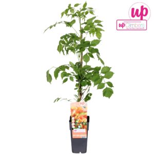 Campsis x tagliabuana Madame Galen Campsis x tag Madame Galen (geënt) P15
(10 Plants/Order)(15cmP 65cmH)