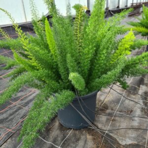 Asparagus Meyers Asparagus densiflorus meyers
(1 Plants/Order)(40cmP 90cmH)