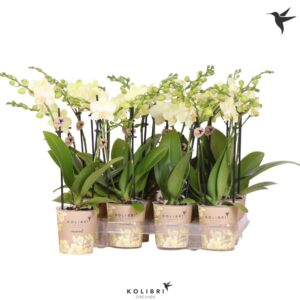 Phalaenopsis Multiflora Kolibri Orchids Phalaenopsis Yellow 2 spike
(12 Plants/Order)(9cmP 40cmH)