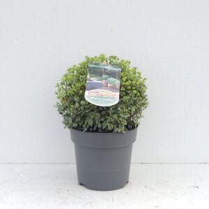 Pittosporum tenuifolium Silver Ball' 'Colours in Shape'
(1 Plants/Order)(23cmP 40cmH)