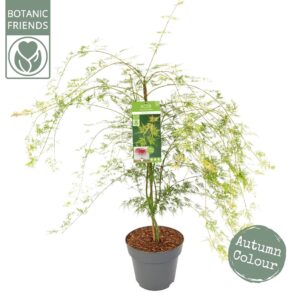 Acer palmatum Emerald Lace Acer palm. 'Emerald Lace'
(1 Plants/Order)(29cmP 110cmH)