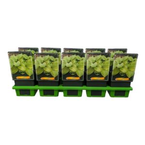 Hosta other Hosta 'Tortilla Chip' P11
(10 Plants/Order)(11cmP 25cmH)