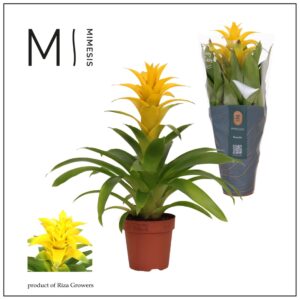 Guzmania Diana Guzmania Diana - 12cm | Mimesis
(10 Plants/Order)(12cmP 42cmH)