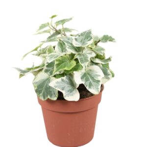 Hedera White Wonder Hedera helix White Wonder
(21 Plants/Order)(8.5cmP 5cmH)
