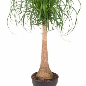 Nolina recurvata Beaucarnea stam P27 - 2ft
(1 Plants/Order)(27cmP 120cmH)