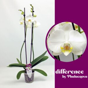 Phalaenopsis Nottingham Notthingam 2-tak 65cm (GROEN)
(10 Plants/Order)(12cmP 65cmH)