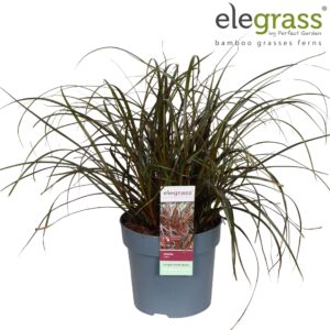 Siergrassen mix Uncinia Rubra P14
(8 Plants/Order)(14cmP 40cmH)