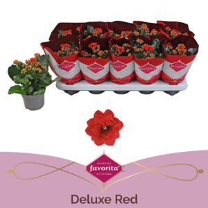 Kalanchoe Perfecta Red Kalanchoe Double Deluxe Red stadium 1
(10 Plants/Order)(10.5cmP 22cmH)
