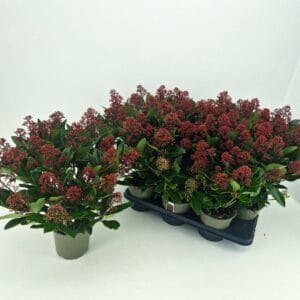 Skimmia japonica Rubella
(6 Plants/Order)(15cmP 45cmH)