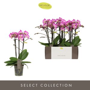 Phalaenopsis Multiflora Exclusivo Cupido 3 spike
(6 Plants/Order)(12cmP 45cmH)