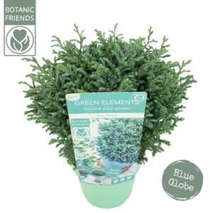 Chamaecyparis pisifera 'Blue Moon'
(6 Plants/Order)(17cmP 33cmH)