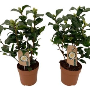 Camellia japonica Brushfields Yel 10-15 bud
(8 Plants/Order)(13cmP 35cmH)