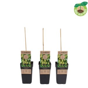 Humulus lupulus Humulus lupulus 'Nordbrau', P15 -
(10 Plants/Order)(15cmP 20cmH)