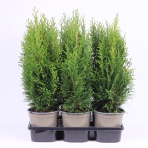 Thuja Smaragd Thuja occidentalis 'Smaragd' 
(6 Plants/Order)(15cmP 50cmH)