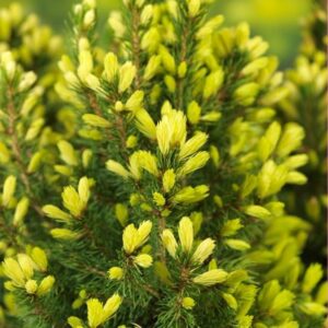 Picea glauca Daisys White Picea glauca 'J.W. Daisy's White'
(1 Plants/Order)(19cmP 40cmH)