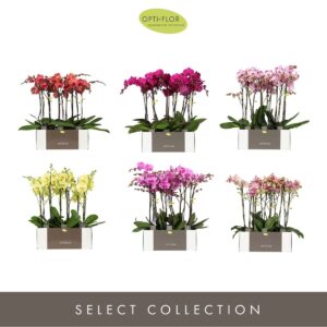 Phalaenopsis other Optistar Diversen 2 spike 60 cm
(6 Plants/Order)(12cmP 60cmH)