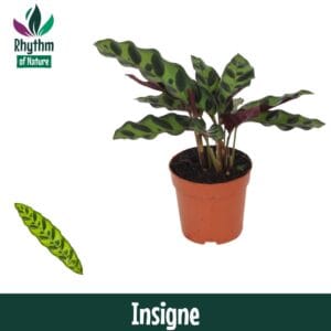 Calathea Blue Grass Calathea 7cm Insigne (Lancifolia)
(16 Plants/Order)(7cmP 15cmH)