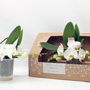 Phalaenopsis white more Ripsen Table Orchid green white 
(1 Plants/Order)(12cmP 35cmH)