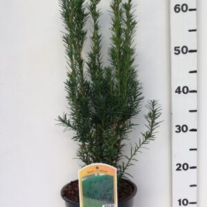 Taxus media Hicksii Taxus media 'Hicksii'
(1 Plants/Order)(19cmP 65cmH)