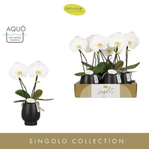 Phalaenopsis white more Ripsen Singolo & Co Tosha in Abruzzo Black Aquo 
(4 Plants/Order)(9cmP 40cmH)
