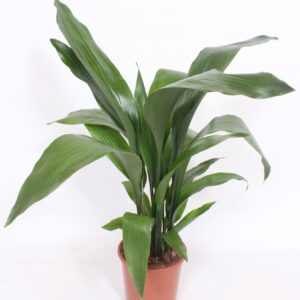 Aspidistra elatior Aspidistra elatior
(4 Plants/Order)(19cmP 80cmH)