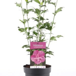 Hibiscus syriacus Hibiscus syr. 'Purple Ruffles' P19/C3
(3 Plants/Order)(19cmP 55cmH)