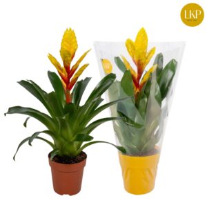 Vriesea Intenso Yellow Vriesea Int Yellow dark yellow (Met Hoes)
(6 Plants/Order)(12cmP 45cmH)