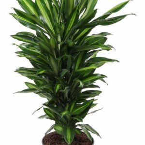 Dracaena Cintho Dracaena Cintho busch P24
(1 Plants/Order)(24cmP 100cmH)