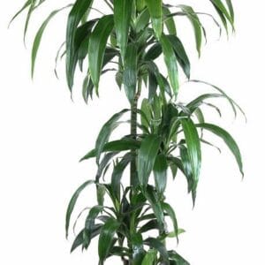 Dracaena Janet Craig Dracaena Janet Craig 90-60-30-15
(1 Plants/Order)(27cmP 140cmH)