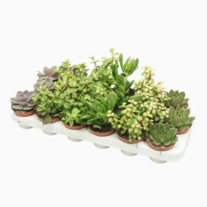 Succulenten mix Succulenten mix 8,5 cm
(18 Plants/Order)(8.5cmP 10cmH)